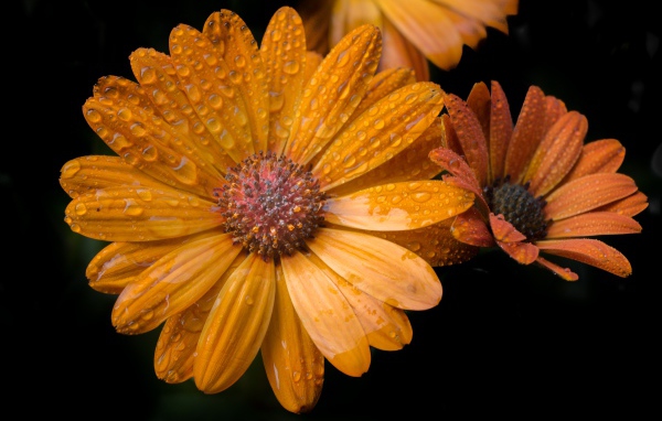 Оранжевые цветы в каплях росы на черном фоне