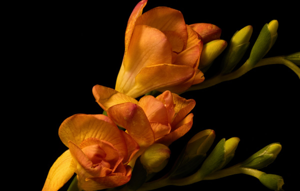 Оранжевые цветы Фрезия с бутонами на черном фоне