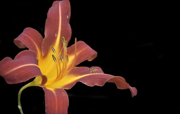 Orange lily flower on black background