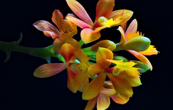Оранжевые цветы орхидеи на черном фоне крупным планом