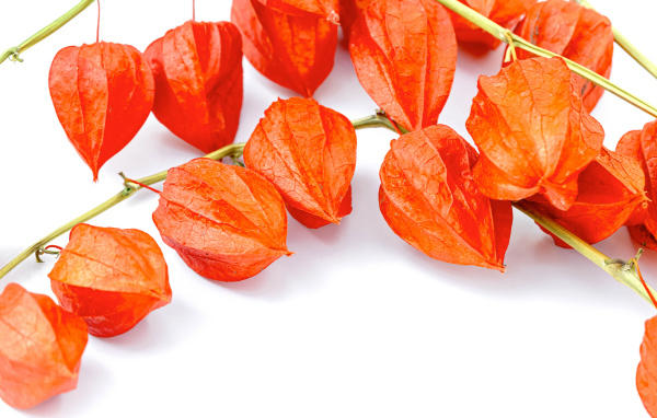 Оранжевые цветы физалиса на белом фоне 