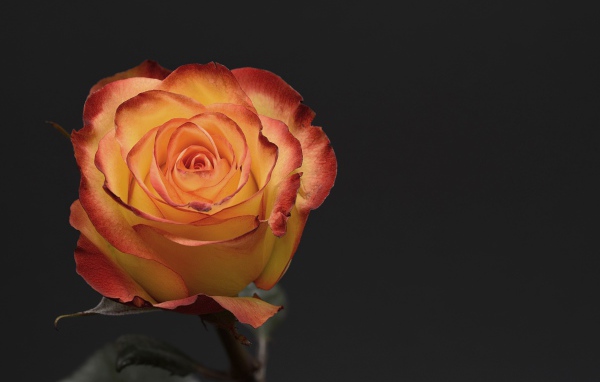 Оранжевая роза на сером фоне