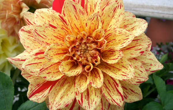 Оранжевая пятнистая георгина на клумбе 