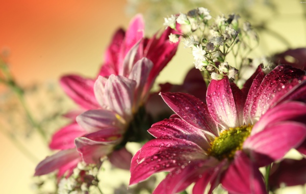 Розовые цветы хризантемы с белыми цветами