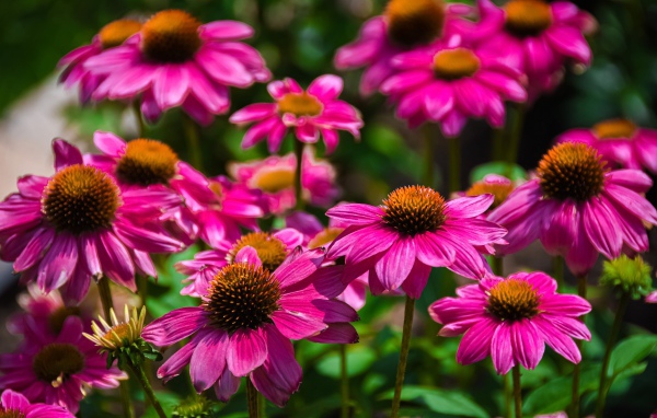 Розовые цветы эхинацеи крупным планом на клумбе 