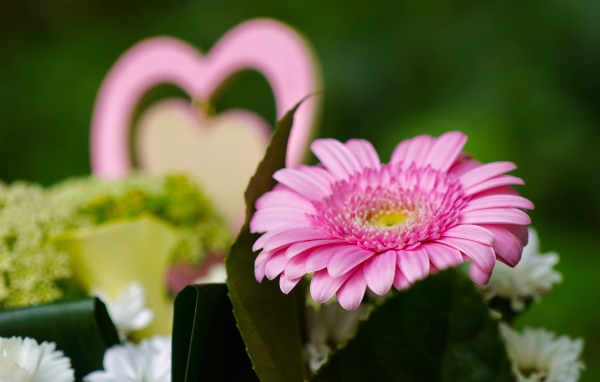 Розовый цветок герберы с зелеными листьями