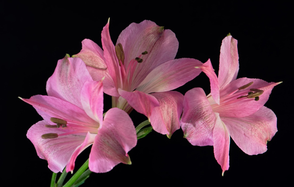 Розовые цветы альстромерия на черном фоне
