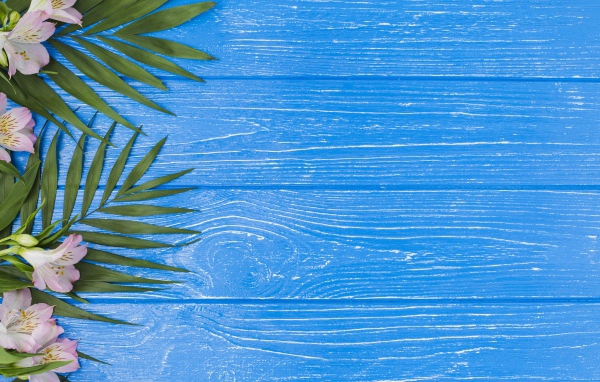 Розовые цветы альстромерии с зелеными листьями на голубом столе 