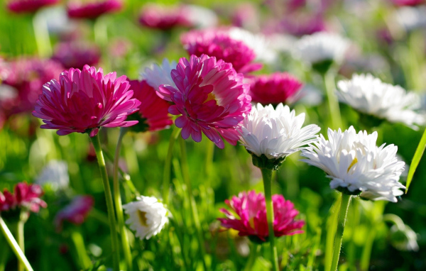 Розовые и белые маргаритки  в лучах солнца 