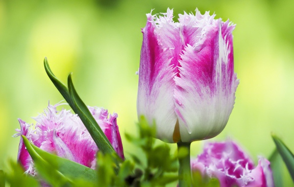 Розовый с белым тюльпан с волнистыми лепестками крупным планом