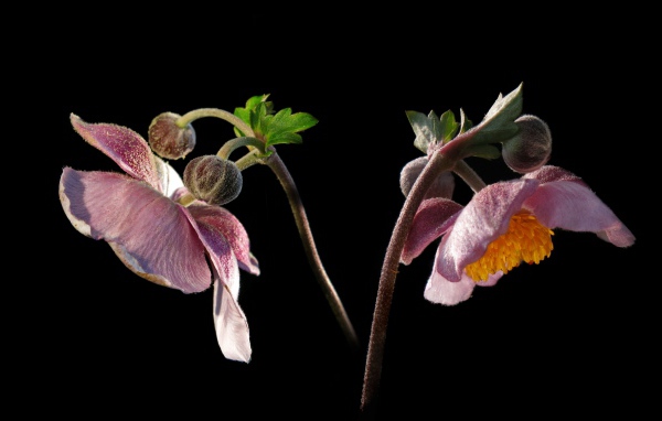 Розовые цветы анемоны с бутонами на черном фоне