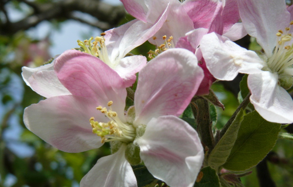 Розовые цветы яблони крупным планом