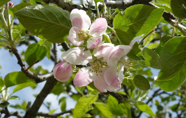 Розовые цветы яблони в зеленых листьях на дереве 