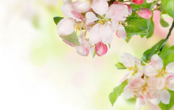 Розовые цветы яблони на ветках с зелеными листьями 