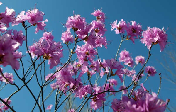 Розовые цветы азалия на ветках дерева на фоне голубого неба