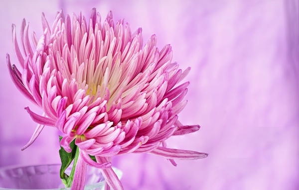 Pink beautiful aster flower