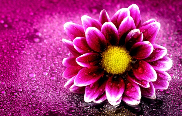 Розовый цветок хризантемы на розовом фоне