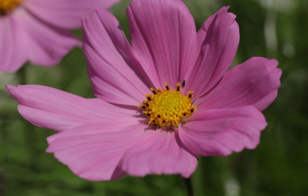 Розовый цветок космеи крупным планом