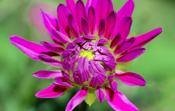 Розовый цветок георгины распускается 