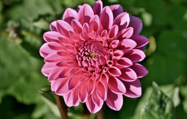 Розовый цветок георгины в лучах солнца на клумбе