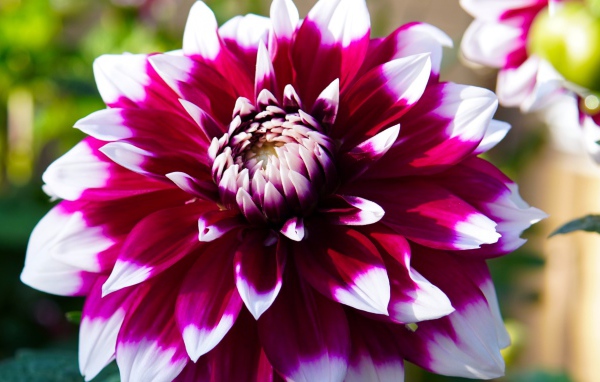 Розовая георгина с белыми лепестками крупным планом