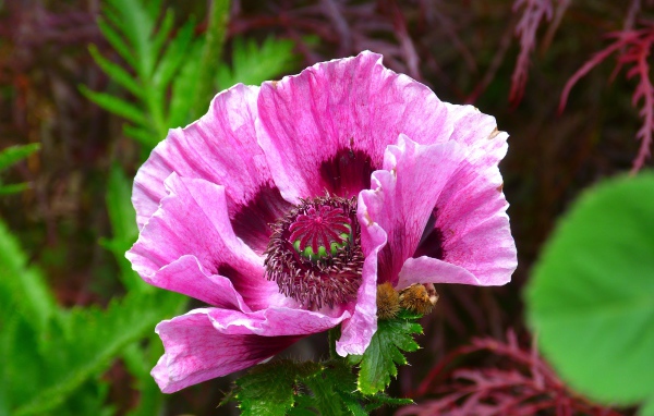 Розовый декоративный мак на клумбе