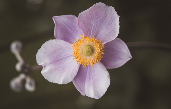 Розовый нежный цветок анемона крупным планом