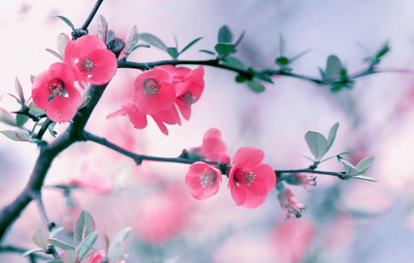 Розовые нежные цветы с зелеными листьями на ветке 