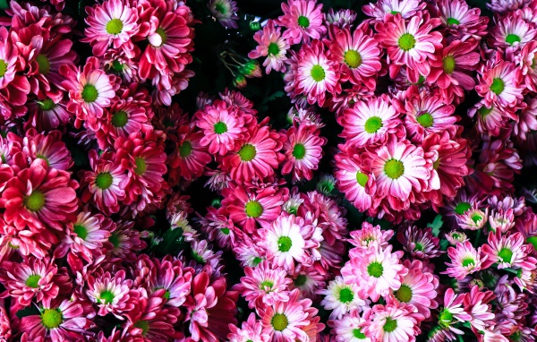 Розовые нежные садовые хризантемы крупным планом