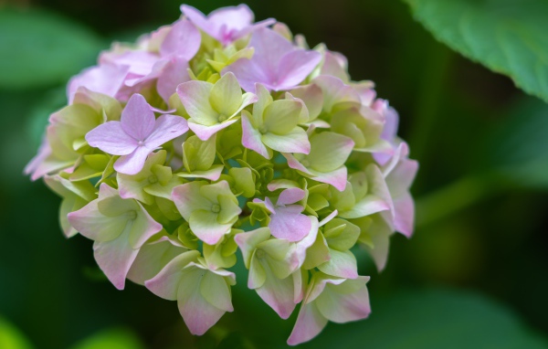 Розовые нежные цветы гортензии в зеленых листьях 