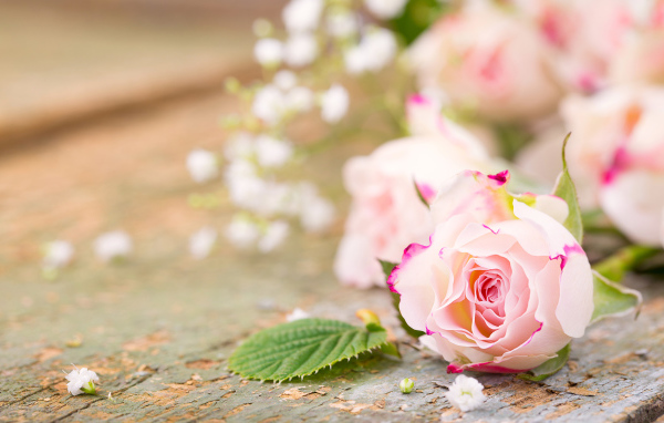 Розовый цветок нежной розы на столе 