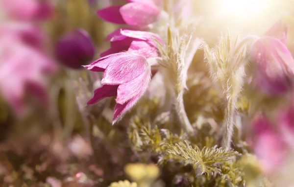 Розовые цветы прострел в поле в лучах солнца