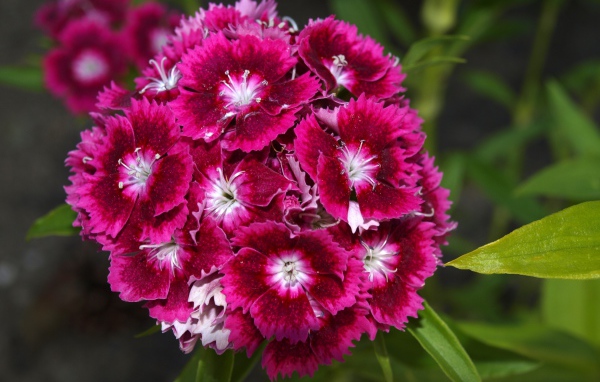 Розовые цветы садовой гвоздики на клумбе 