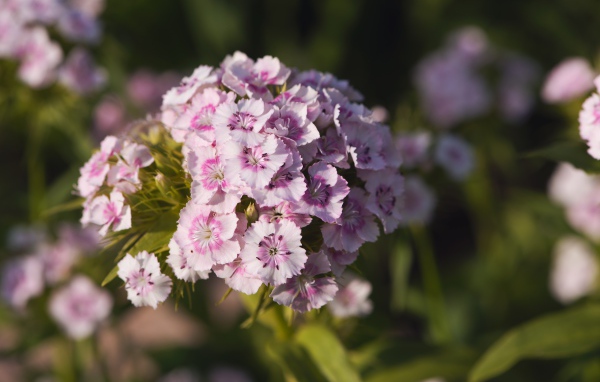 Розовые цветы розовой гвоздики в лучах солнца 
