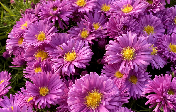 Розовые цветы сентябринки крупным планом