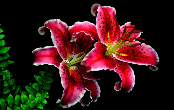 Розовые цветы тигровой лилии крупным планом на черном фоне