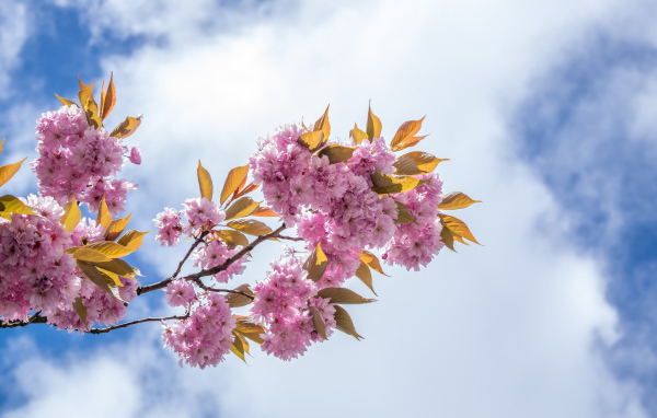 Розовые цветы на ветке на фоне неба с белыми облаками