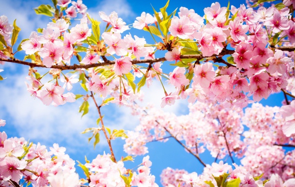 Розовые цветы на ветке с зелеными листьями в лучах солнца