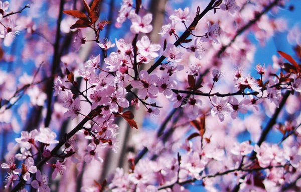 Розовые цветы на дереве весной 