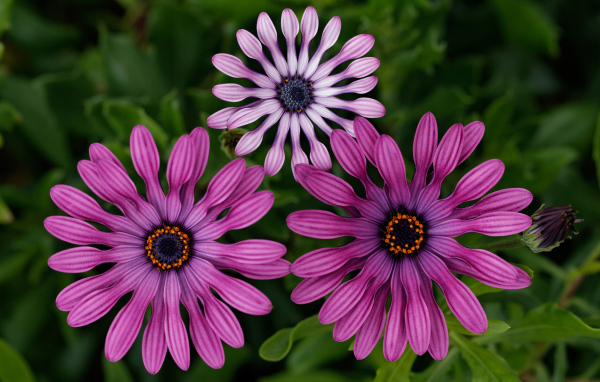 Розовые цветы остеоспермум крупным планом 