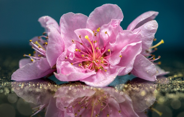 Розовые цветы отражаются в поверхности