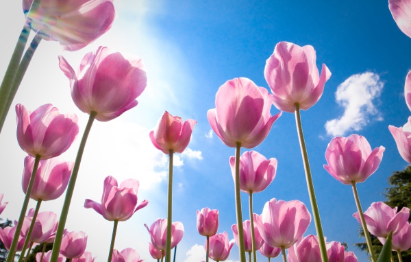 Розовые цветы тюльпаны на фоне голубого неба 