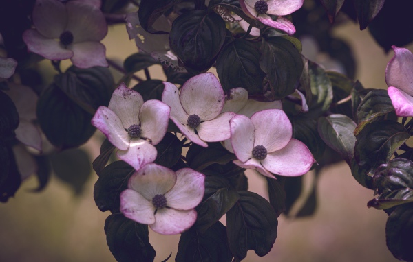 Розовые цветы с зелеными листьями на дереве 