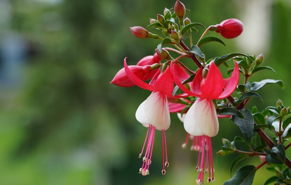 Розовые цветы фуксии с бутонами на ветке 