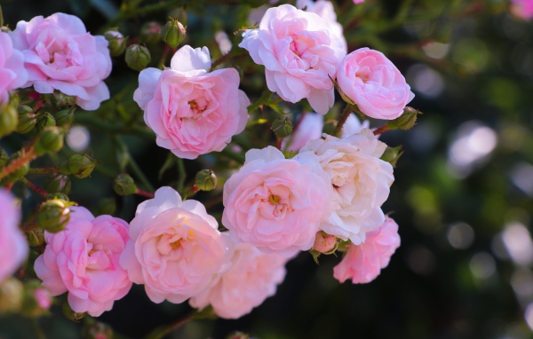 Розовые цветы садовой розы на клумбе 