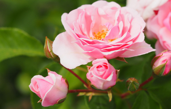 Розовая садовая роза с бутонами на клумбе