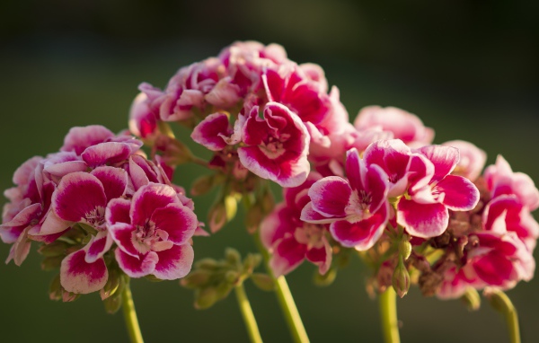 Розовые цветы герани в лучах солнца крупным планом