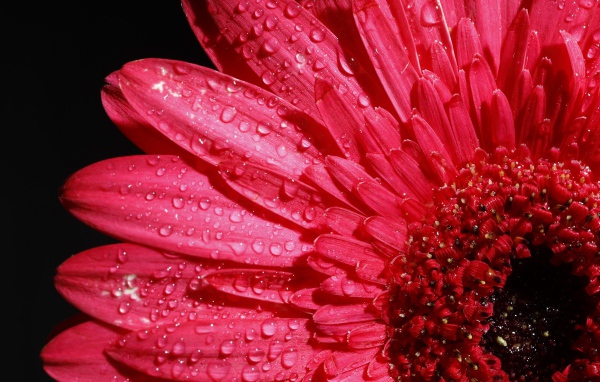 Розовый цветок герберы в каплях росы на черном фоне