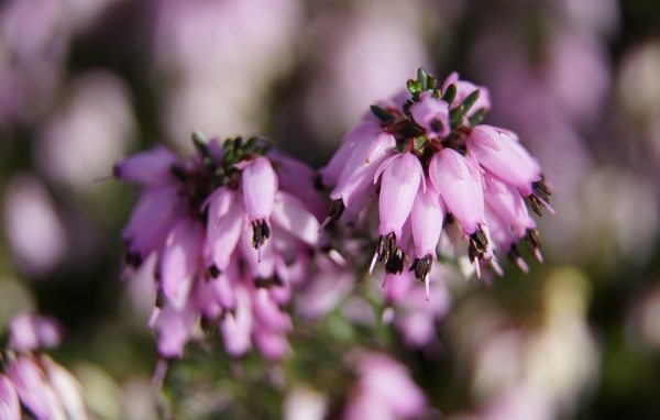 Розовые цветы вереск крупным планом