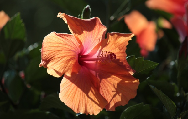 Розовый цветок гибискуса в лучах солнца на клумбе 